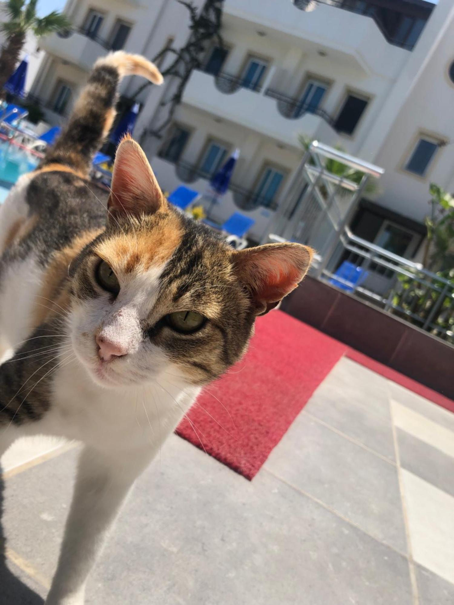 Palmiye Apart Otel Bodrum Екстериор снимка